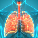 Human Respiratory System